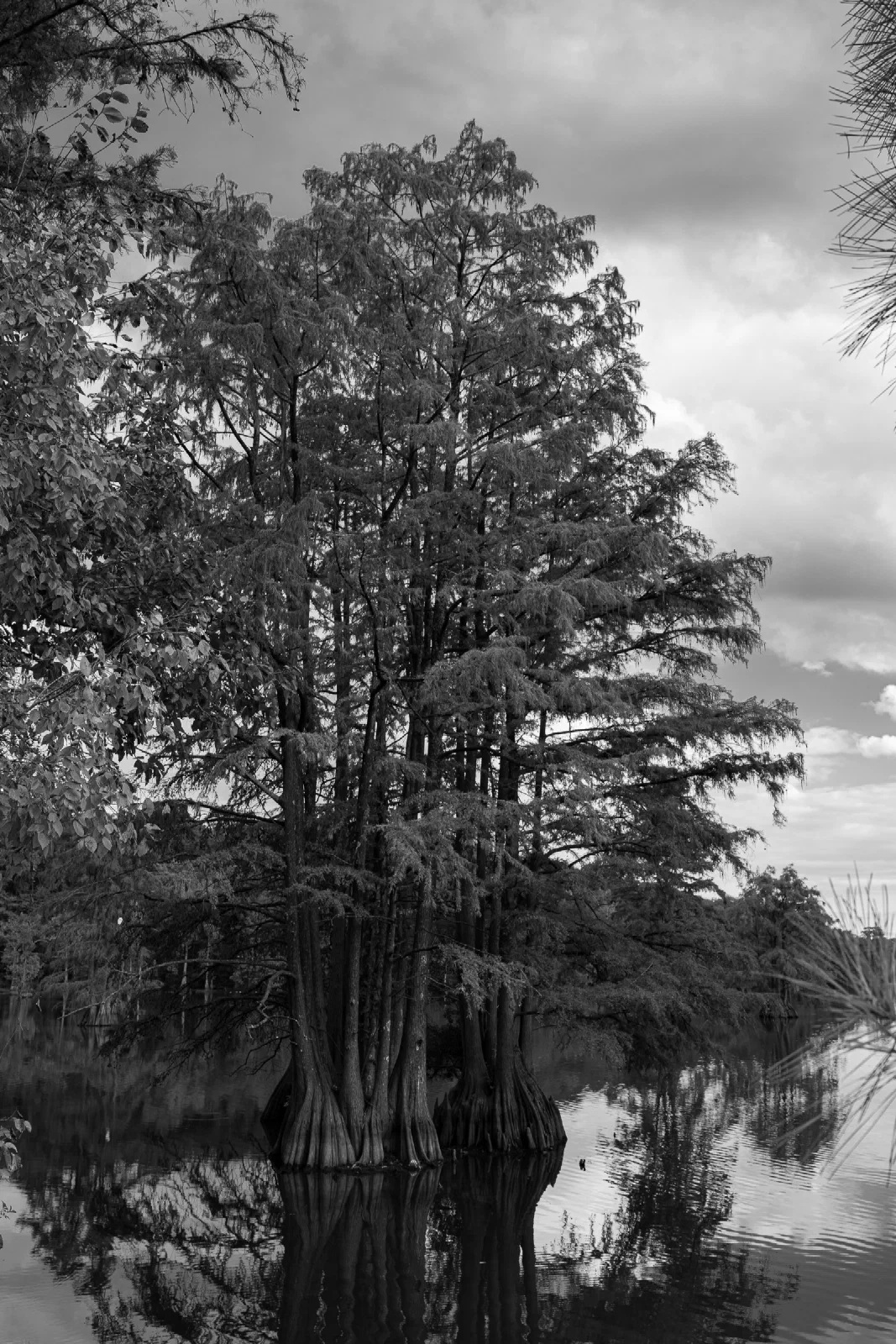 Black and white cypress tree reflected in the water at Stumpy Lake