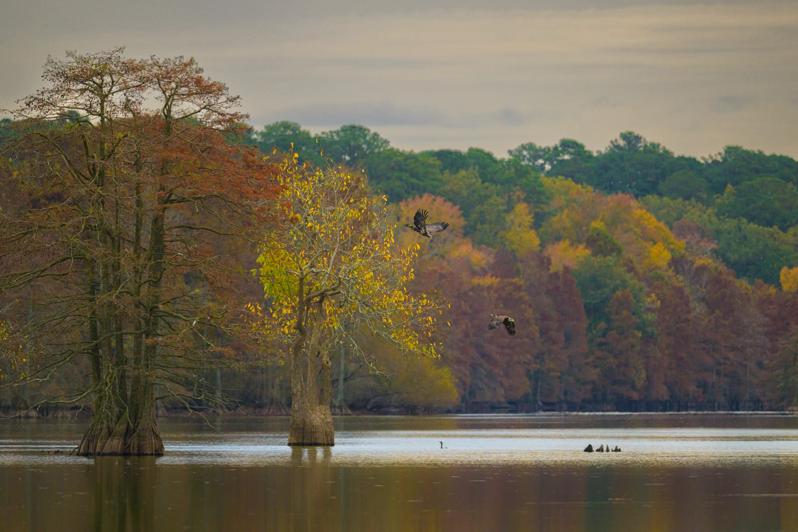 Two juvenile Bald Eagles flying over Stumpy Lake