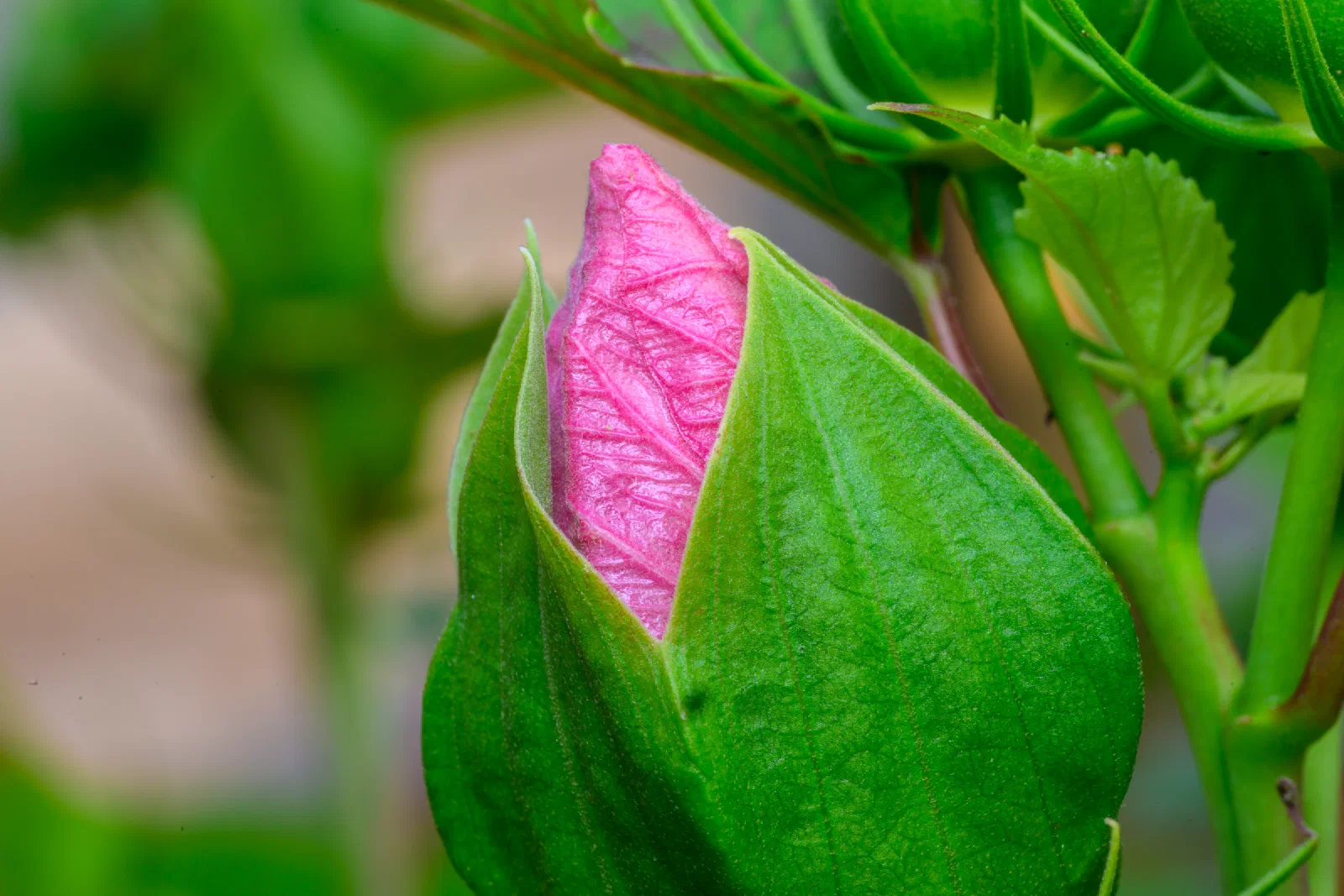 Pink flower bud surrounded by green leaves