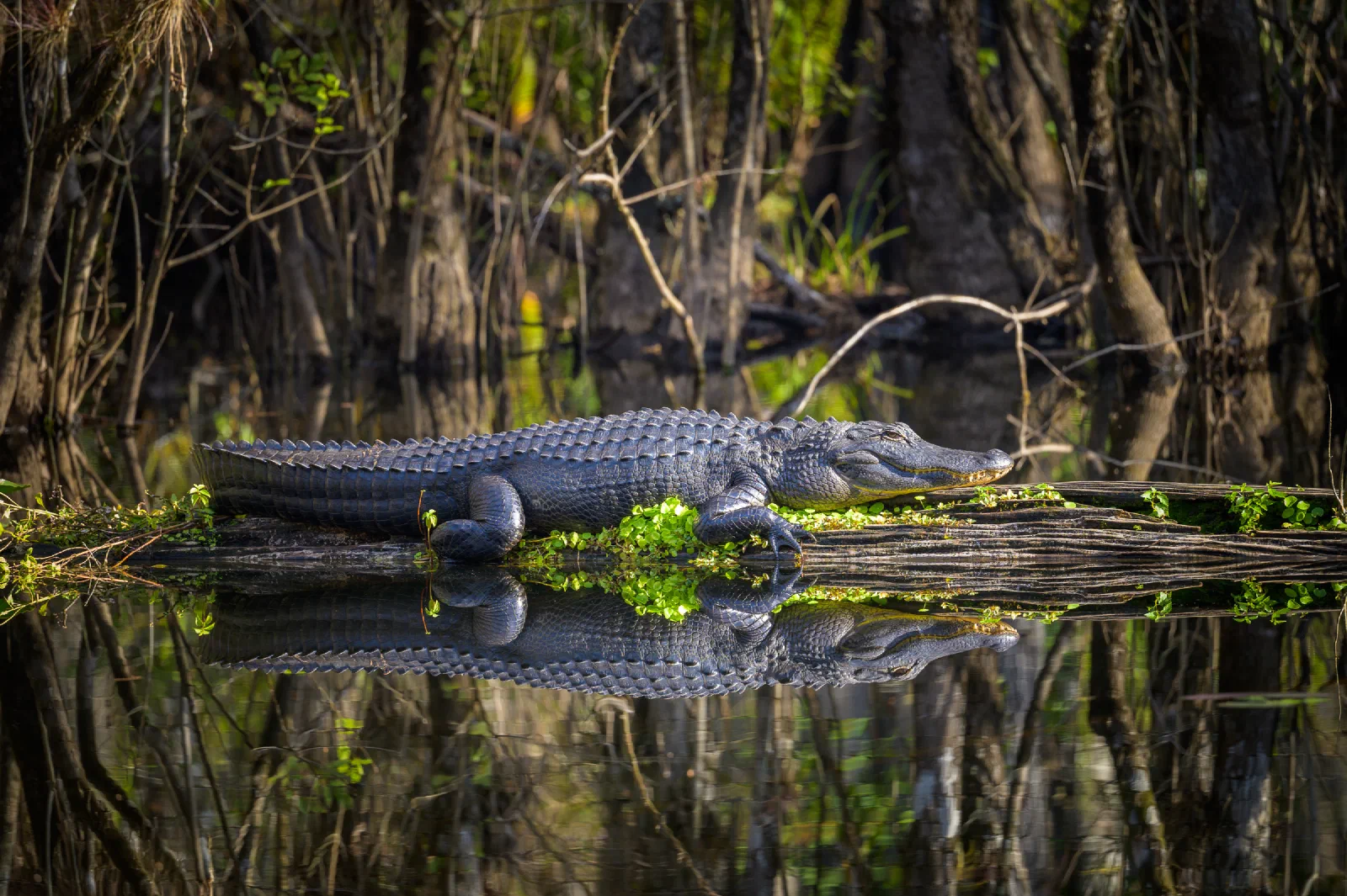 Alligator resting on a log with its reflection in the water