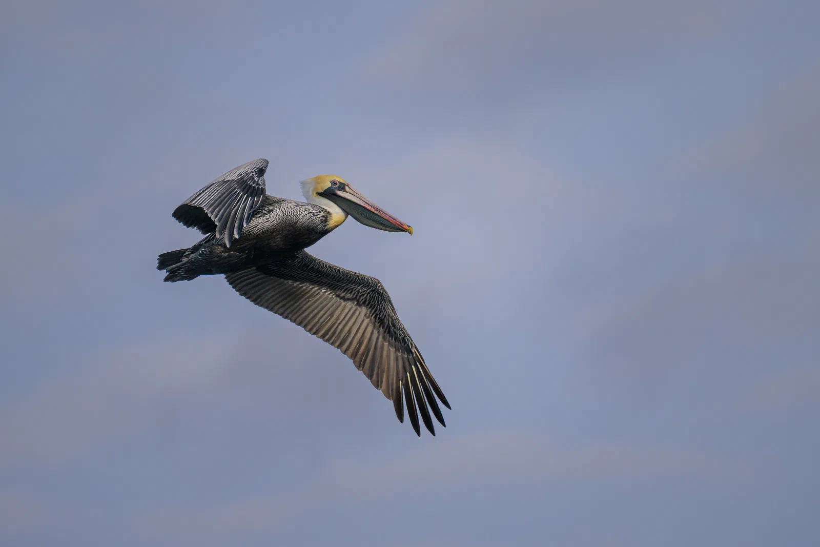 Brown Pelican