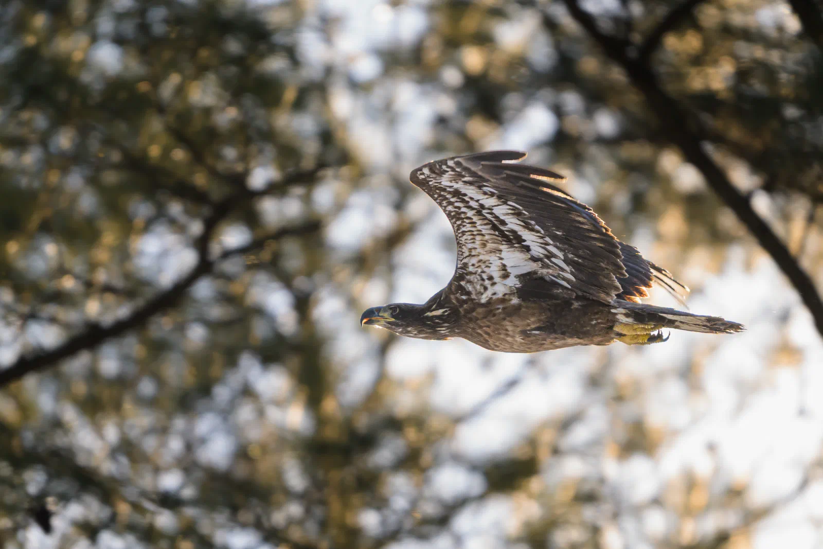 Juvenile Bald Eagle