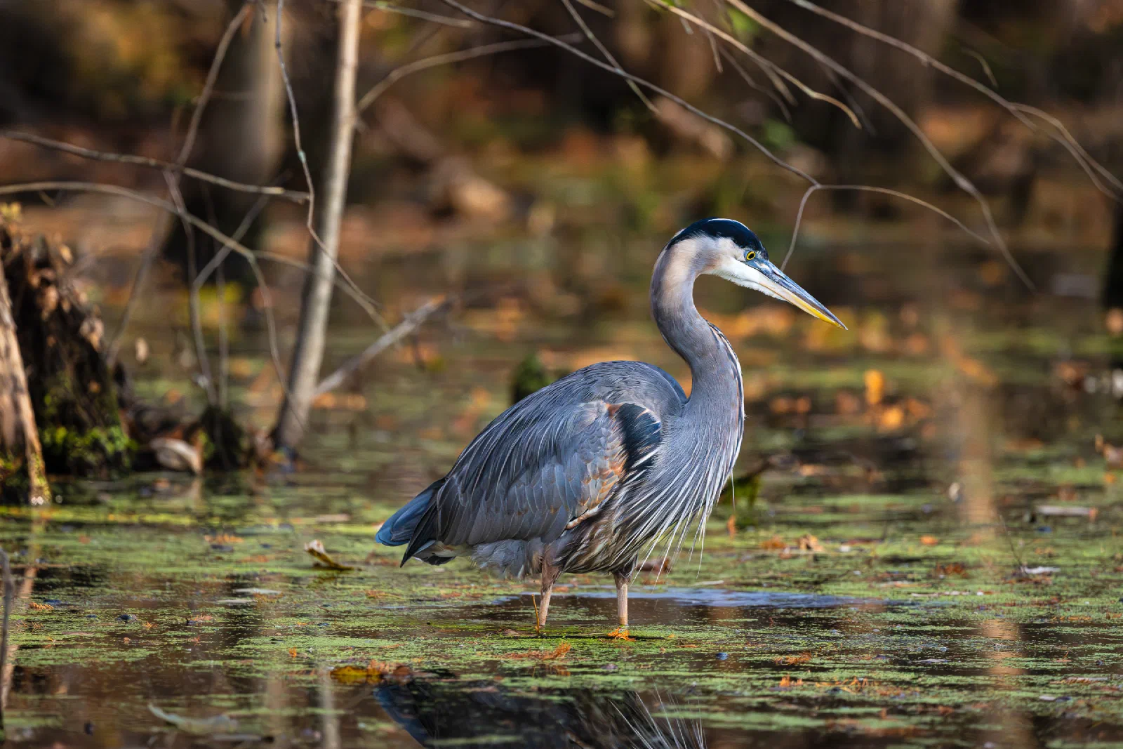 Great Blue Heron