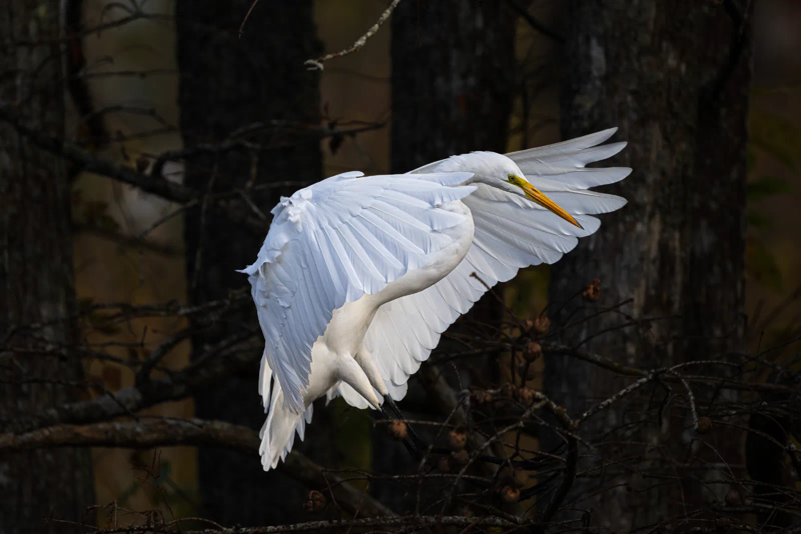 Great Egret