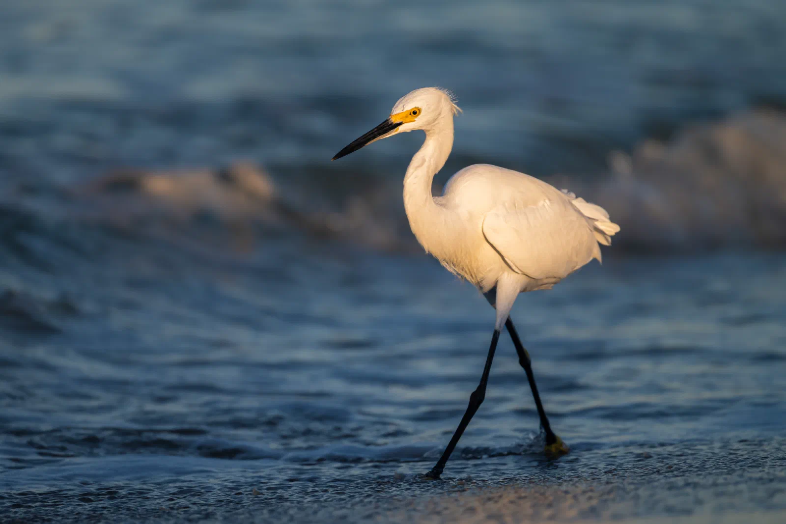 Snowy Egret