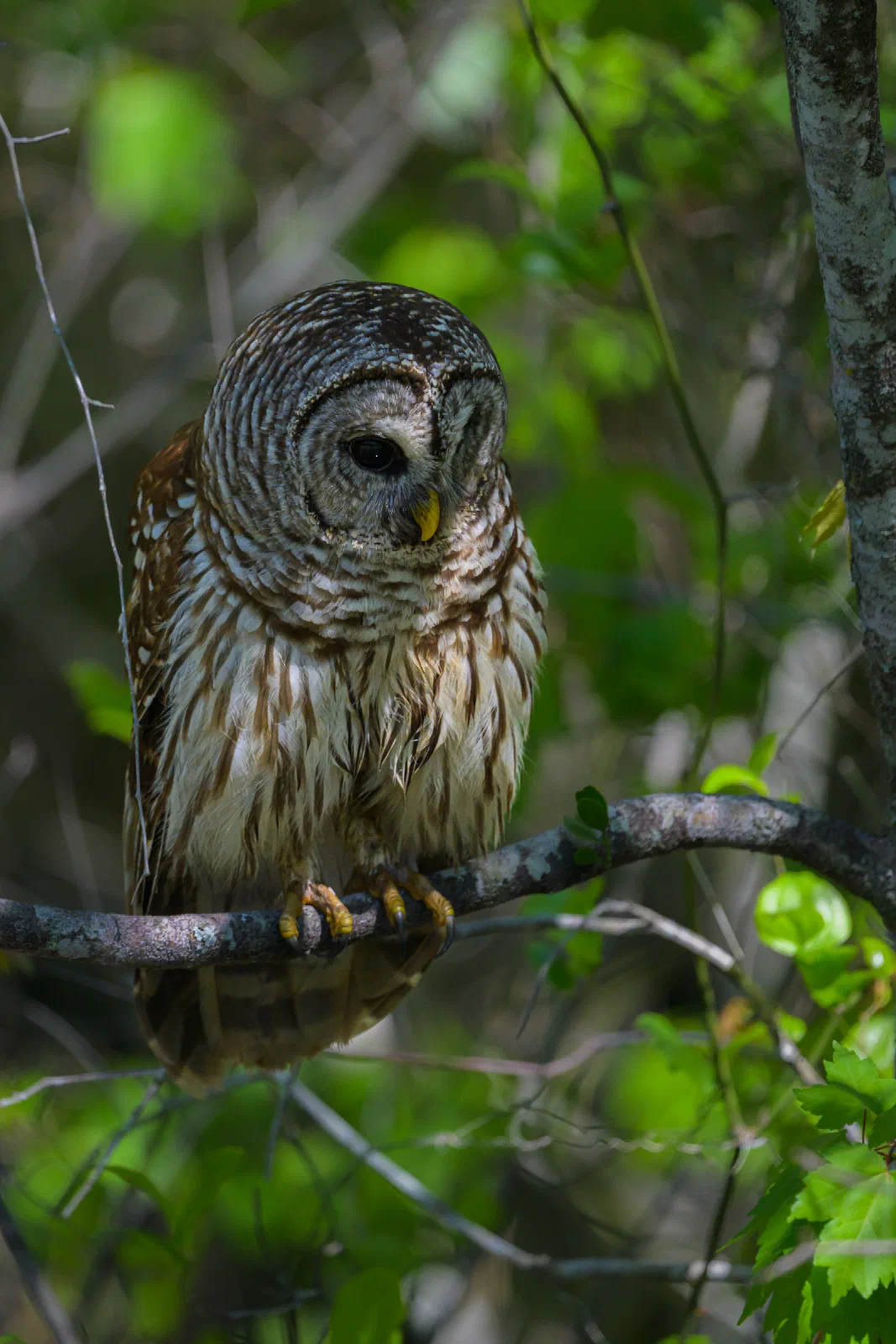 Barred Owl