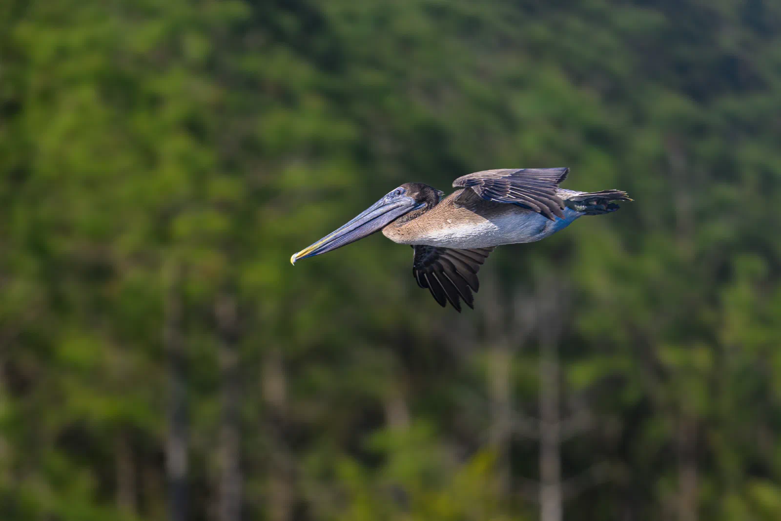 Brown Pelican